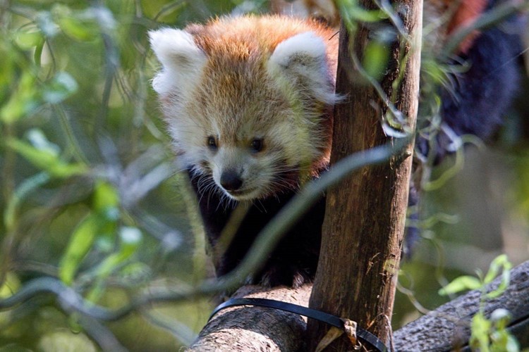 Den dětí v Zoo Ostrava 