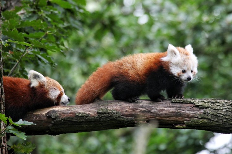 Brněnská zoo výrazně zlevňuje permanentky
