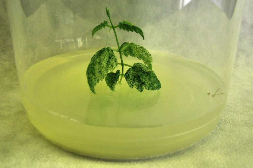 CRISPR chmel: Laboratorní experiment probíhal v kontrolovaných podmínkách in vitro. 