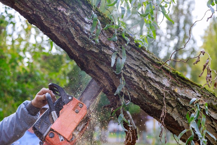 Stromy trápí suché větve, je nutný zásah arboristů