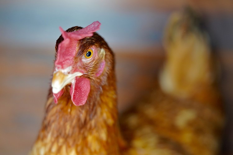 Ptačí chřipka je v Evropě na podzim na vzestupu