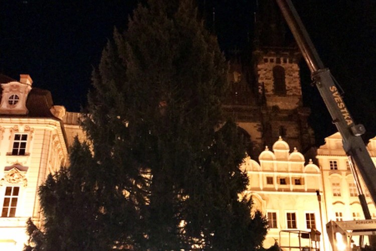 Vánoční strom pro Prahu už stojí na Staroměstském náměstí