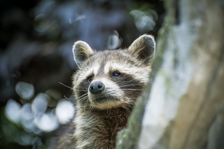 Užijte si Vánoce i Silvestr v táborské zoo. Až do 2. ledna 2022 bude otevřená každý den