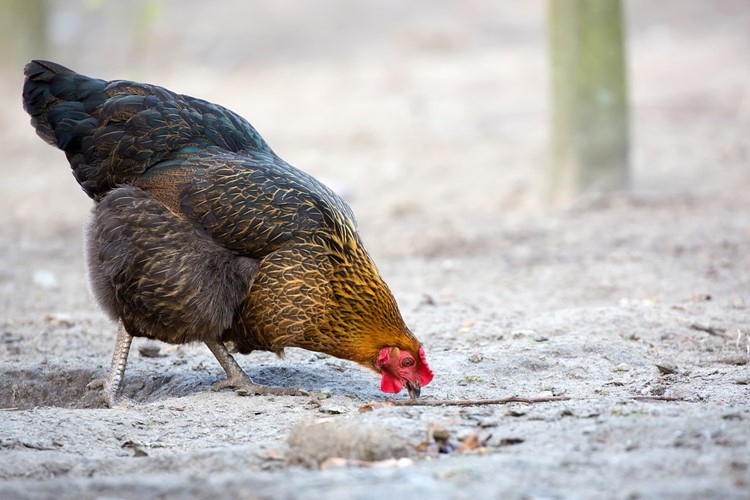 Státní veterinární správa z důvodů šíření ptačí chřipky zakazuje venkovní chov drůbeže  