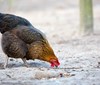 Státní veterinární správa z důvodů šíření ptačí chřipky zakazuje venkovní chov drůbeže  