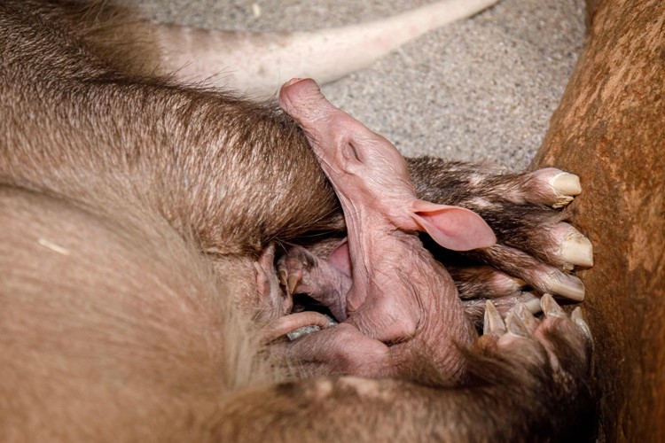 Radost v Zoo Praha: samice hrabáče kapského kvída porodila své další mládě