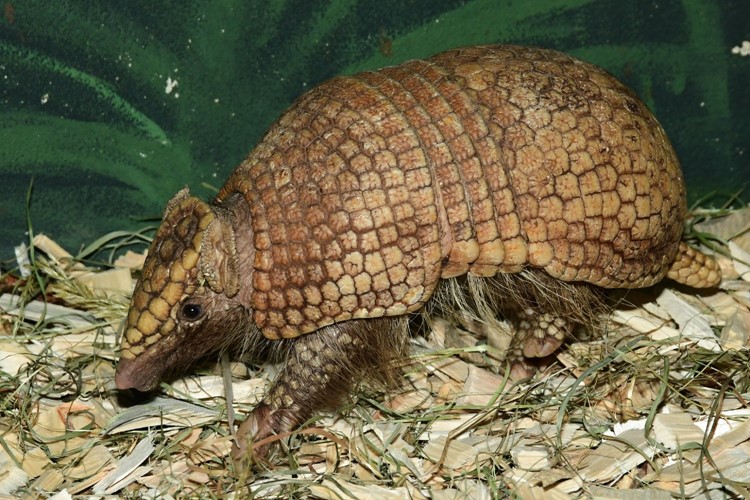 Pásovci pamatují vyhynutí dinosaurů. Nově je chová Zoo Olomouc