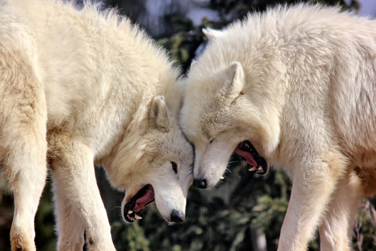 Vlci arktičtí z táborské zoo si letošní zimu náramně užili