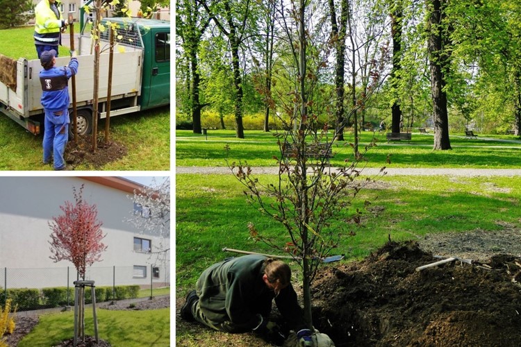 S jarem přichází ve Frýdku-Místku výsadba stromů 