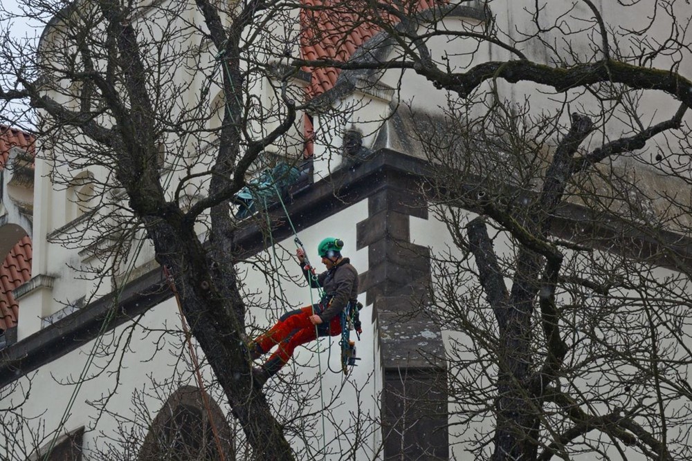 Ošetření památných jírovců v Táboře.