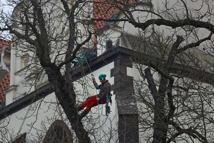 Ošetření jírovců na Žižkově náměstí v Táboře