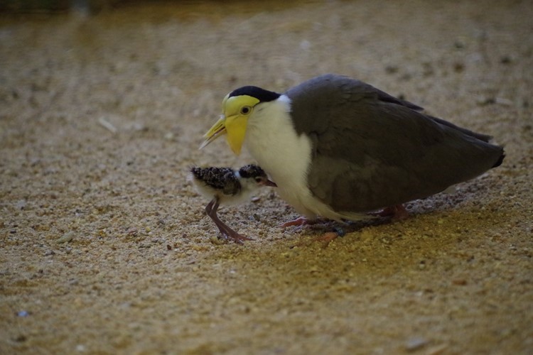 Čejky australské v ústecké zoo mají mladé