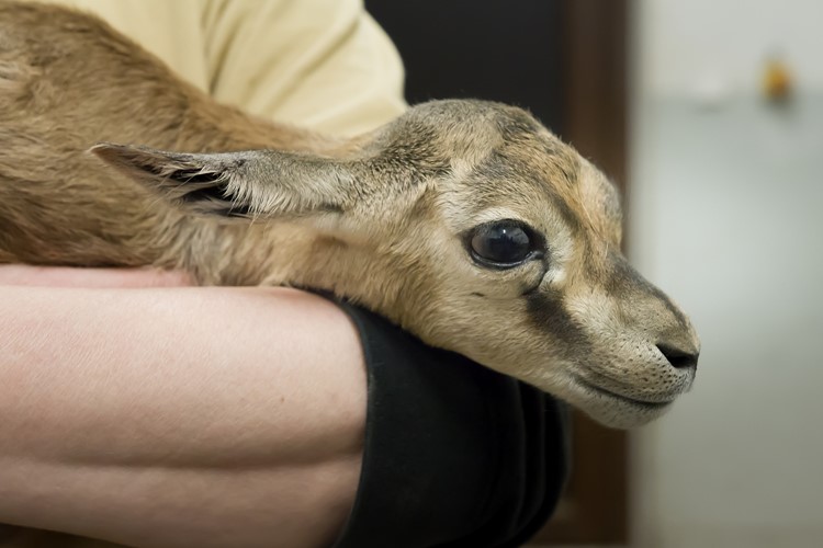Baby boom u antilop. Desítky vzácných mláďat míří do letních výběhů, Africké a Lví safari otevřou v květnu 