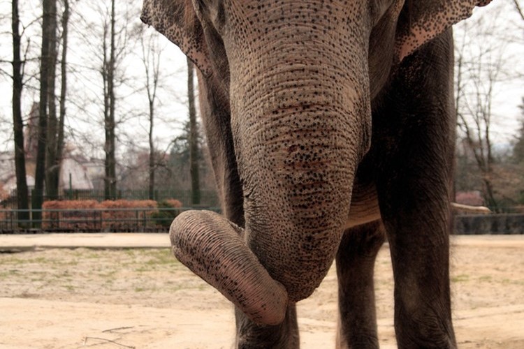 Zoo Liberec nechala uspat slonici Rání, druhého nejstaršího slona v Čechách