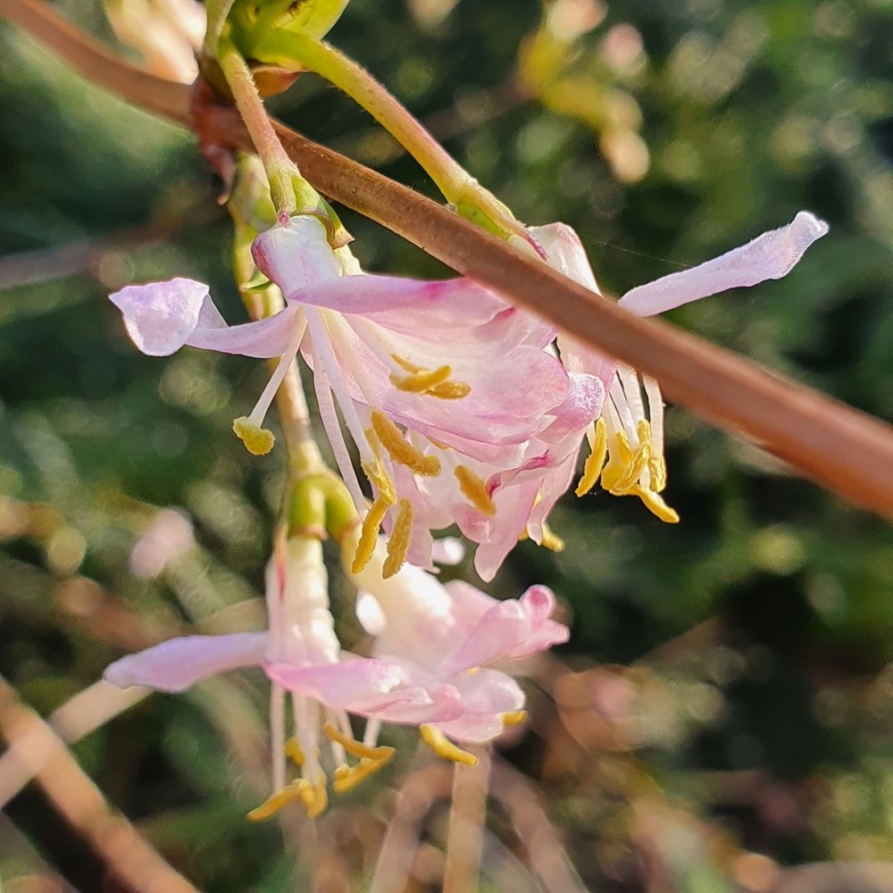 Zimolez Standishův neboli zimolez zimní (Lonicera standishii). 