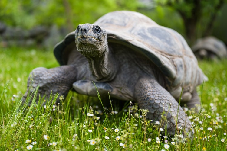 Hlasité námluvy velkých želv v Zoo Praha 