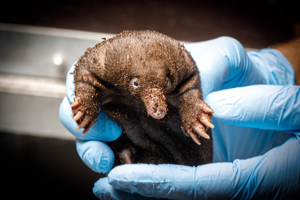 Mládě ježury australské v Zoo Praha při prvním vážení mělo přesně 244 gramů. Pohlaví prozatím není možné určit. 