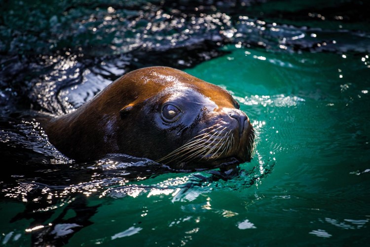 Zoo Liberec láká návštěvníky na každodenní komentované prohlídky