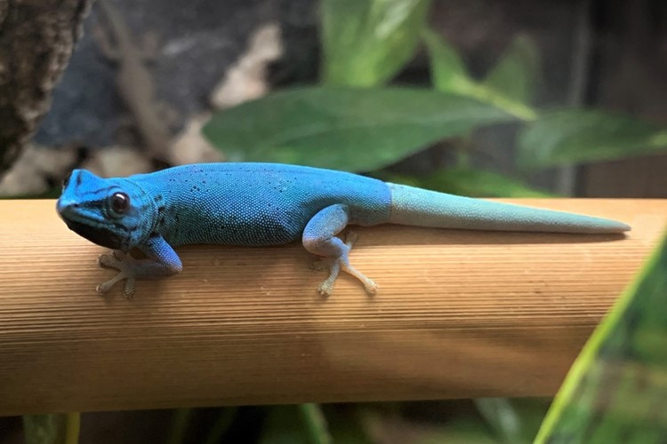 V liberecké zoo jsou prvně k vidění kriticky ohrožení gekoni modří