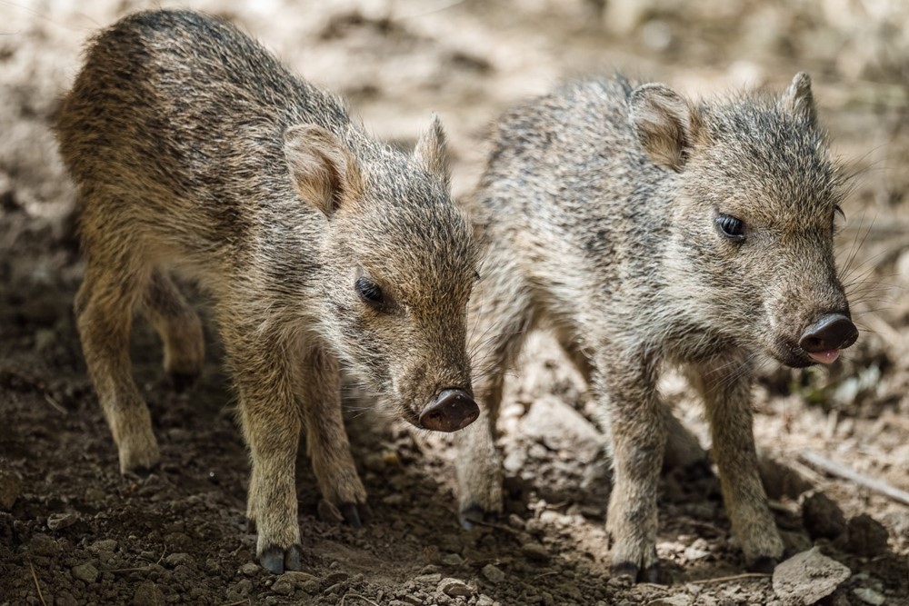 Jde již o deváté a desáté mládě narozené v Zoo Praha. Aktuálně skupina pekariů Wagnerových čítá jedenáct jedinců. 