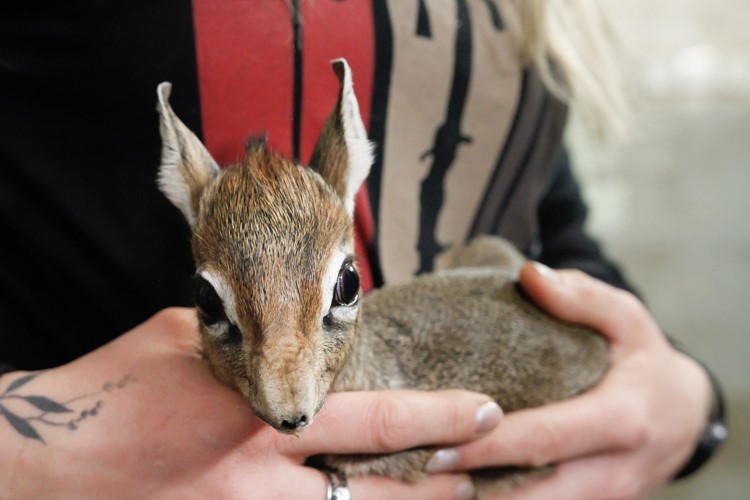 Vánoční miniatury. V safari parku se narodily dvě z nejmenších antilop 