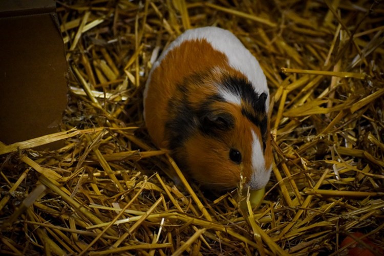 Prvním mládětem letošního roku je v táborské zoo nečekaně morče, v nejbližších dnech se vylíhnou také malí emu