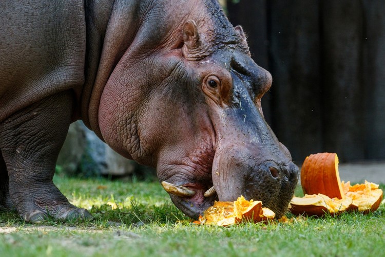 Podzimní Zoo Ostrava 