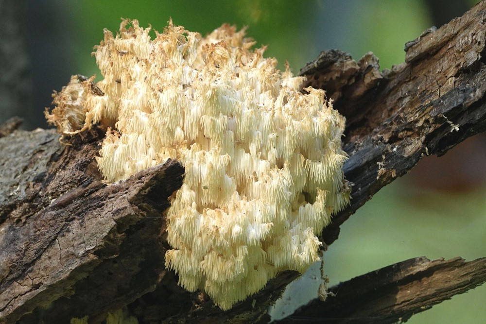 Korálovec bukový (Hericium coralloides).