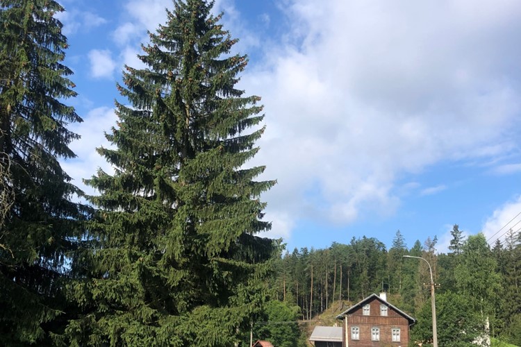 Staroměstské náměstí letos ozdobí smrk z Ústeckého kraje