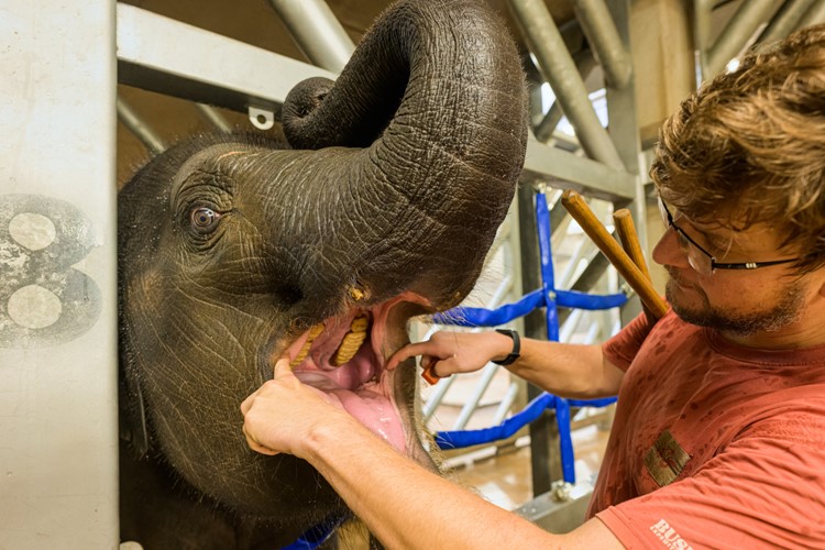 Pražská slůňata dělají nebývalé pokroky ve veterinárním tréninku