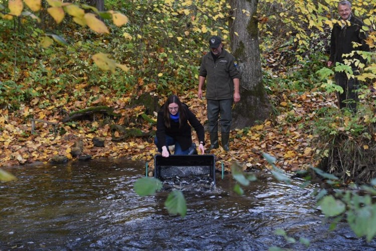Rybáři zachraňují pstruha obecného potočního, revíry obohatí nová násada