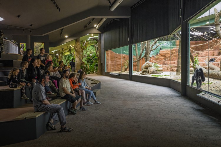 Nový pavilon goril Zoo Praha prodlužuje své návštěvní hodiny