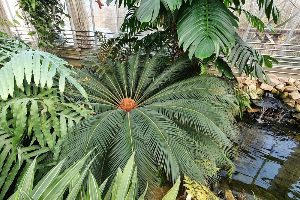 Cykas japonský (Cycas revoluta). 