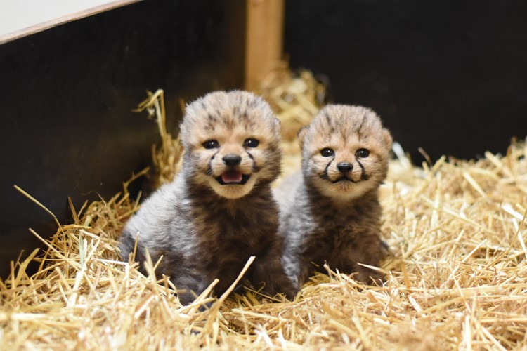 Zoo Ústí nad Labem už má vánoční dárek – dvojčata gepardů