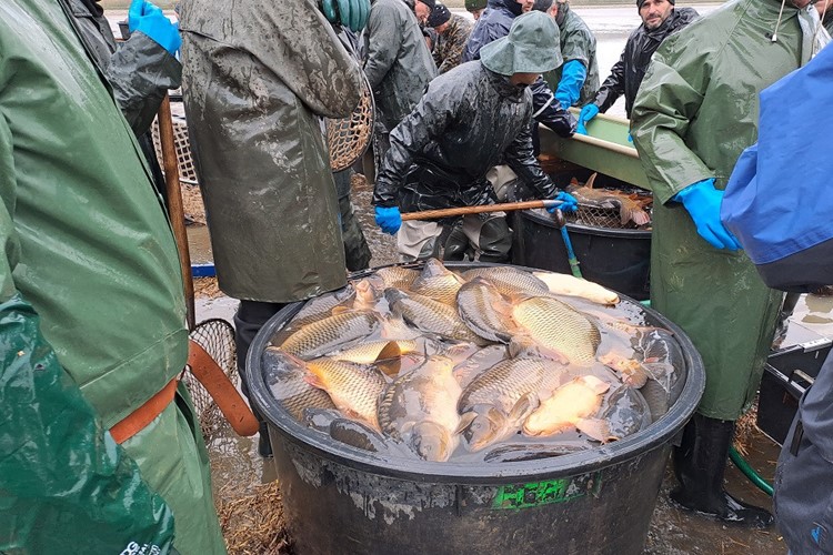 Petrův rybník u Krnova byl úspěšně vyloven