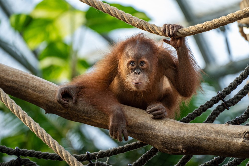 Kawi, sameček orangutana sumaterského v Zoo Praha, slaví 17. listopadu své druhé narozeniny. 