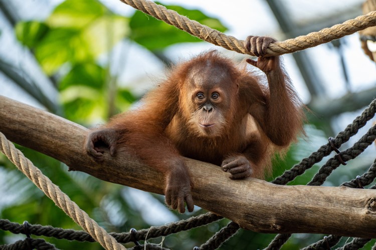 Orangutan Kawi slaví druhé narozeniny. Orangutaní mládě prospívá a je nadějí pro svůj druh