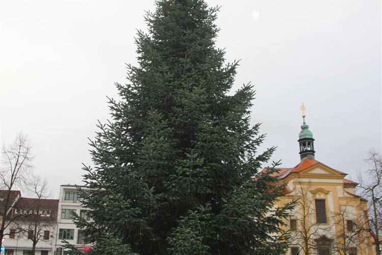 Letošní vánoční strom v Benešově je opravdu krásný a rozsvítí se 27.  listopadu