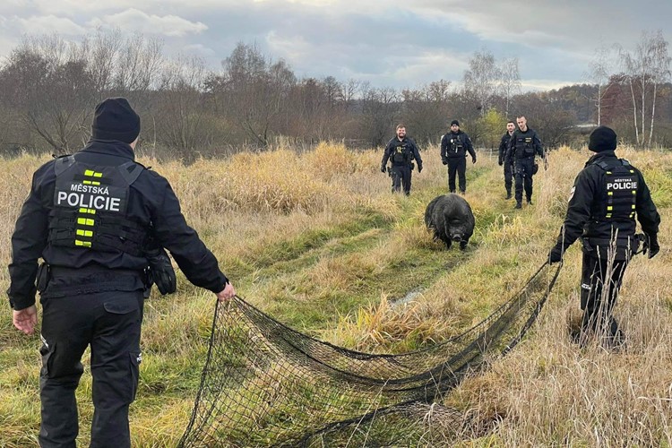Strážníci s policisty zaháněli vietnamské prase na útěku