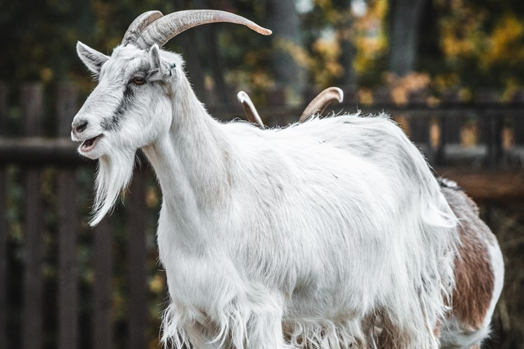 Největším fousáčem táborské zoo je bílý kozel