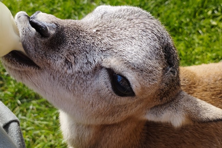 Táborská zoo o víkendu přivítala nového obyvatele, zachráněné mufloní mládě