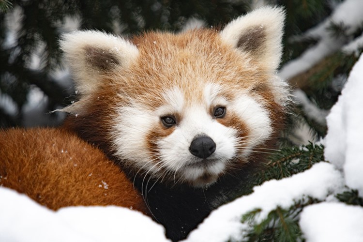 Štědrý den v Zoo Liberec za dobrovolné vstupné