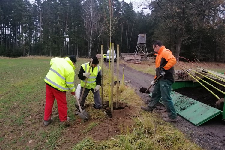 Na podzim přibylo v městské zeleni Tábora 61 stromů 