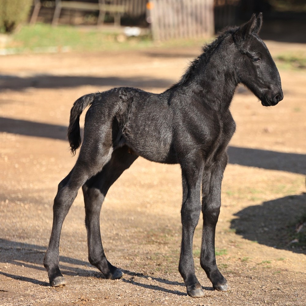 Starokladrubská klisnička Monteria-1.