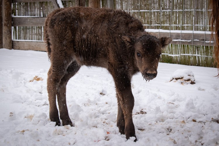 Mladá zubřice z táborské zoo se bude jmenovat Tamara, jméno vybralo 144 fanoušků. Nyní mohou zájemci navrhovat jméno pro zubřího samce