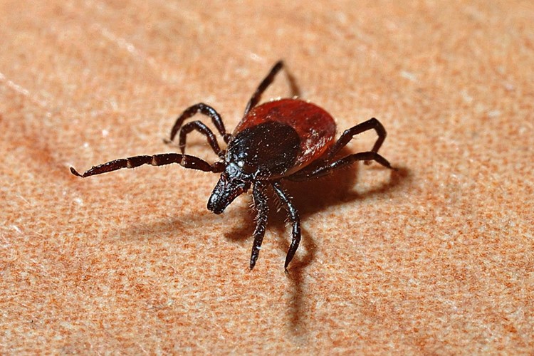 Sezóna klíšťat je za dveřmi. Jak rozeznat nemoci, které způsobují?