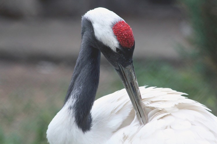 Oslavte čtvrté narozeniny jeřába Nicka z táborské zoo