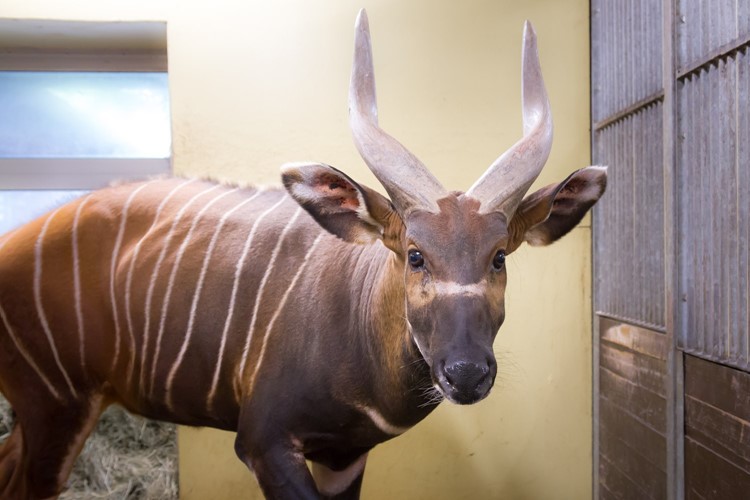 Demba pomůže oživit chov jedné z nejvzácnějších antilop Afriky. Safari park má nového chovného samce bonga horského 