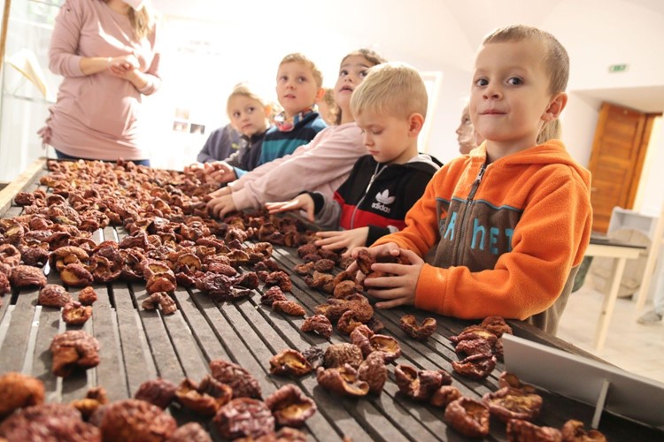 Dvojvýstava odhaluje dávné tajemství ovoce 