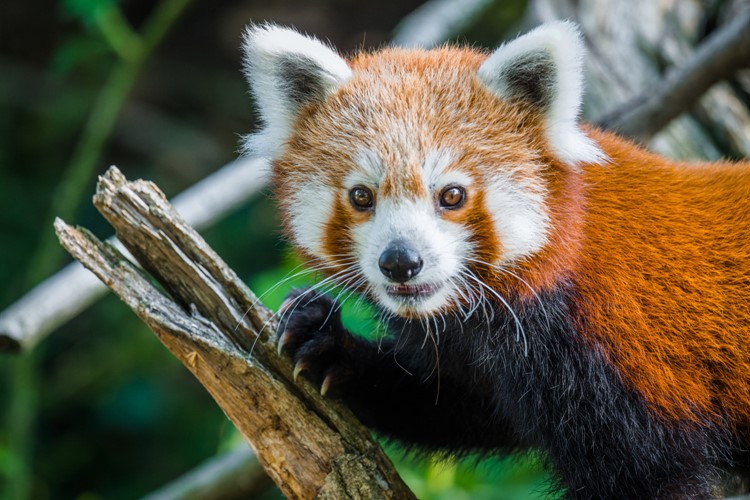 Pandí námluvy v Zoo Praha